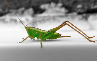 Illustration for article titled Shooting Challenge: Bugs Gallery (Part 1)